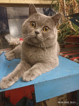 Britský modrý kocour ke krytí - 3