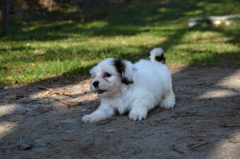 Havanský psík s PP - pejsek - 3