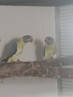 Alexandr malý 2025 - 3