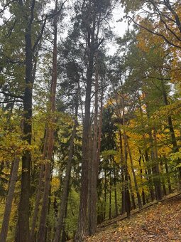 Prodej lesního pozemku k.ú. Přísečná - 3