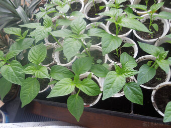 Rajčata, papriky - 3