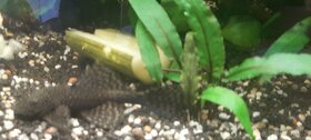 Ancistrus sp - 3