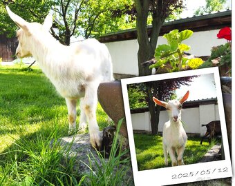 Kozlík přátelský skákací - ne k sežrání - 3
