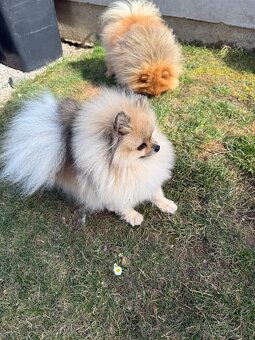 Pomeranian fena s PP FCI - 3
