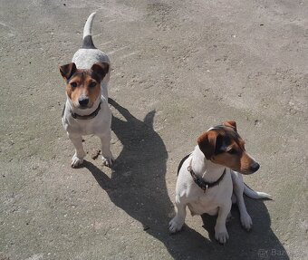 Štěňata Jack Russell - 3