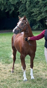 Nabízíme k prodeji mladého hřebce Welsh pony sekce B - 3