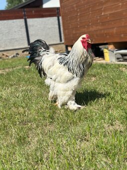 Brahmacek 🐓 - 3