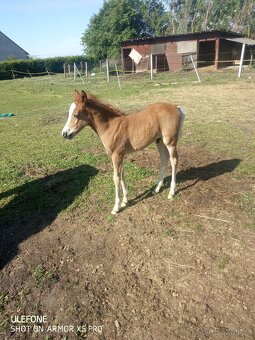 Pony klisna. - 3