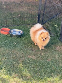 Pomeranian s PP - 3