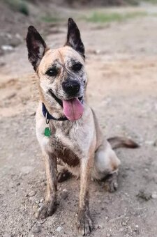 Evelyn hledá domov - 3