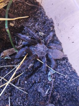 Chilobrachys sp. „Kaeng krachan" - 3