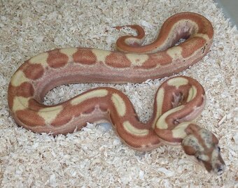 Boa imperator - Paradise Sunglow Aztec, Sunglow Motley - 3