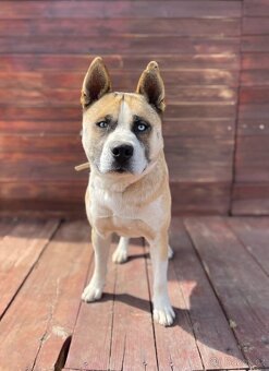 CASPER - kastrovaný psík 2 roky - 3