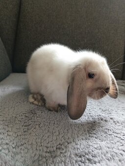 Zakrslý králík šedý beránek kluk - 3
