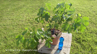 Odrůdové fíkovníky - Ficus carica - 3