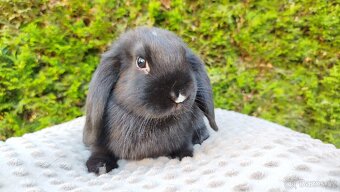 Zakrslý beránek, králíček, králík - PEGGY - 3
