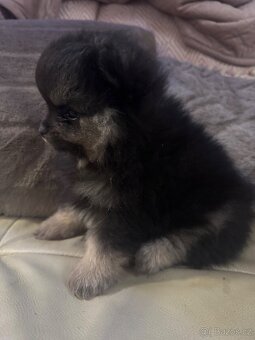 Pomeranian - 3