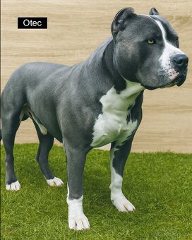 POSLEDNÉ 2 FENKY – AMERICKÝ STAFORDŠÍRSKY TERIÉR (amstaff) - 3