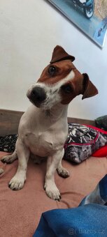 Jack Russell teriér krytí - 3