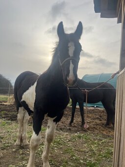 Barock Pinto X Welsh Cob D - 3