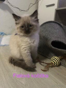 Koťátka Ragdoll - 3