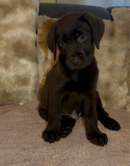 Labradorský retrívr Hnědý - 3