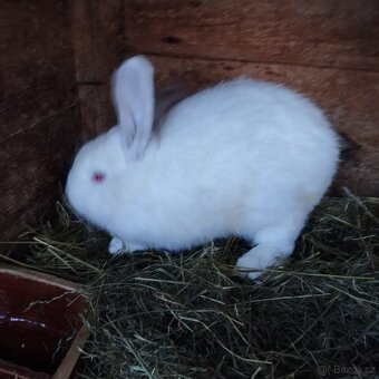 Prodej králíků - 3