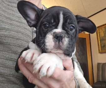 Francouzský buldoček - 3
