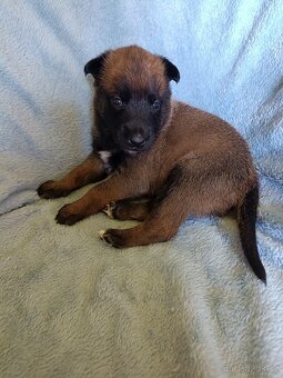 Belgický ovčák malinois s PP - 3