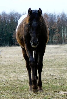 Appaloosa roční klisna - HOMOZYGOT na černou a LP - 3
