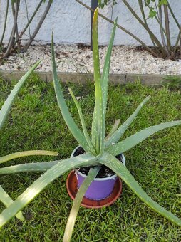 Aloe Vera - 3