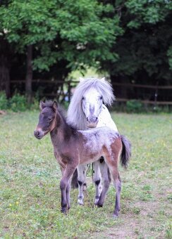 Elegantní minihorse - miniappaloosa hřebeček - 3