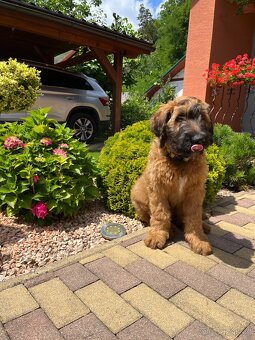 Briard s PP - 3