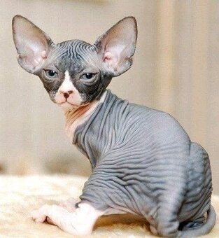 Sphynx - 3