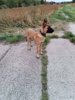 Štěně Belgický ovčák (malinois) - 3