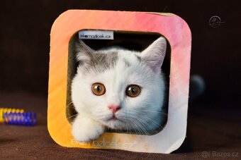 Britský kocourek s PP - 3