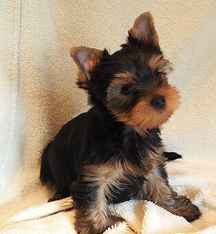 Jorkšírský terier - 3