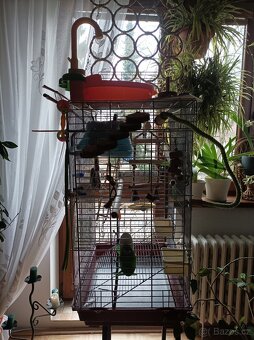 Klec na papoušky - 3