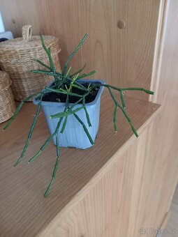 Korálový kaktus - 3