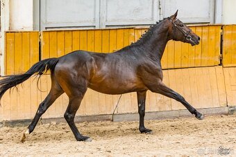 Mladý valach na prodej - 3