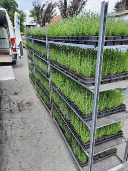 PRODEJ LEVANDULE – SAZENICE PRO FARMY I ZAHRADY - 3