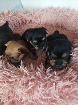 Jorkšírský teriér - 3