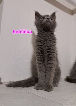 Koťátka mainská mývalí - 3