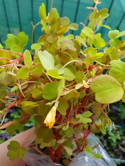 Oxalis plum crazy - 3