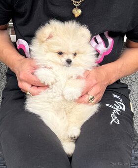 Pomeranian - 3