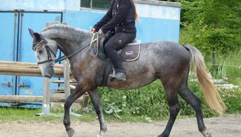 Mladá šikovná kobylka - 3