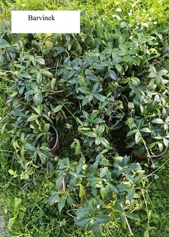 Přebytky ze zahrady - 3