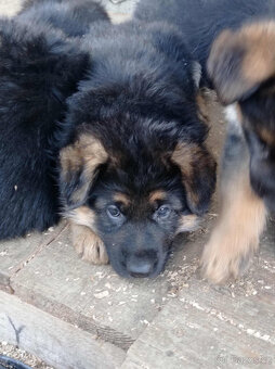 Německý ovčák - 3