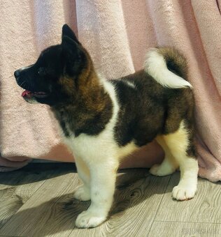 Štěně Americká akita s PP - 3