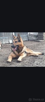 Německý ovčák - 3